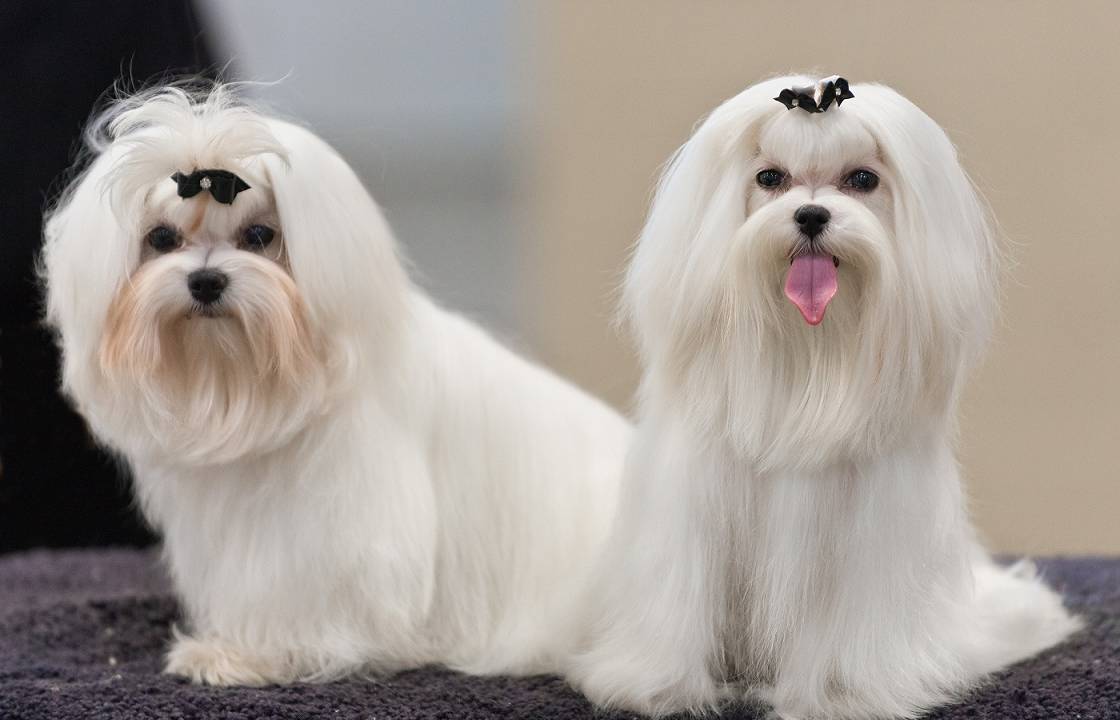melhor-raca-cachorro-apartamento