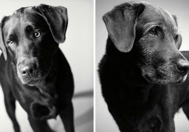 Reprodu&ccedil;&atilde;o dogyears.strikingly.com/