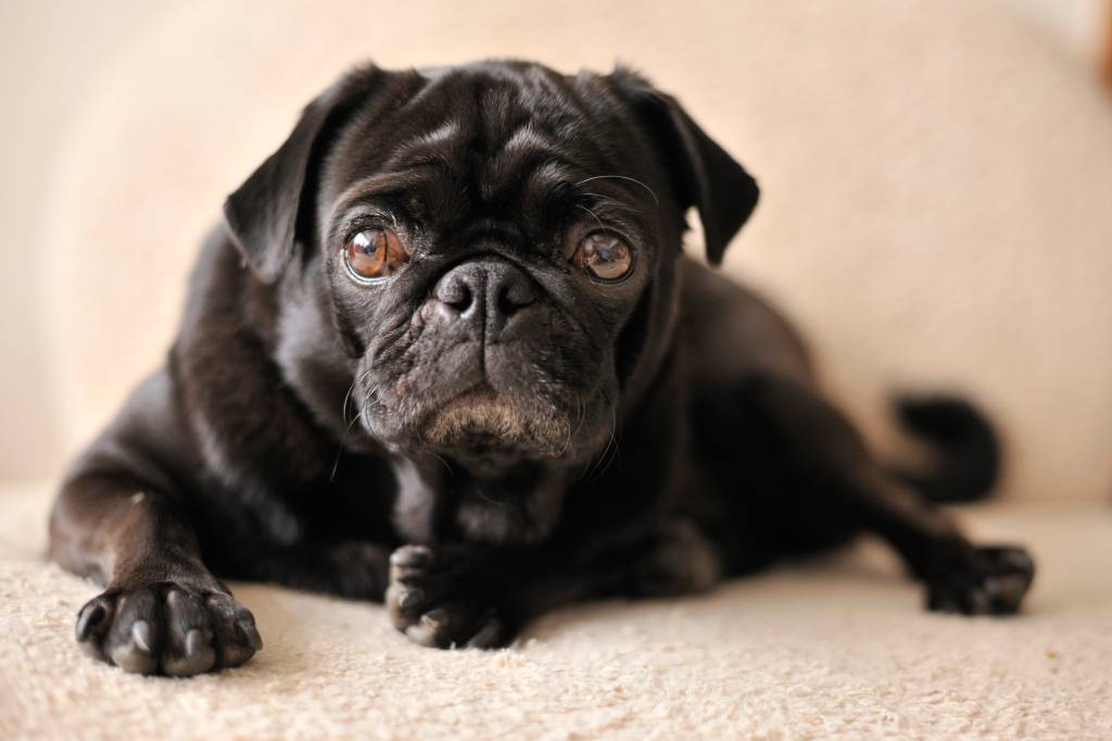 5 cuidados que você deve ter na sua casa para proteger seu animal de estimação