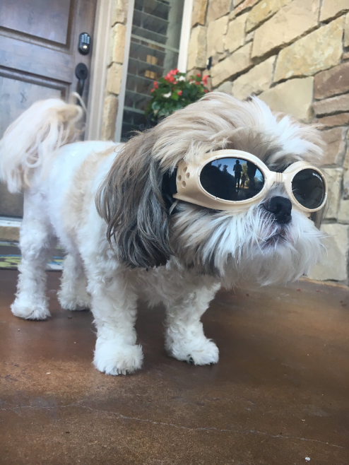 Impossível não se apaixonar por esse cãozinho usando óculos por recomendação médica