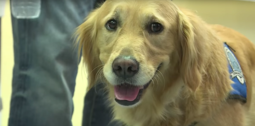 “Cães de conforto” visitam famílias de vítimas do massacre de Orlando