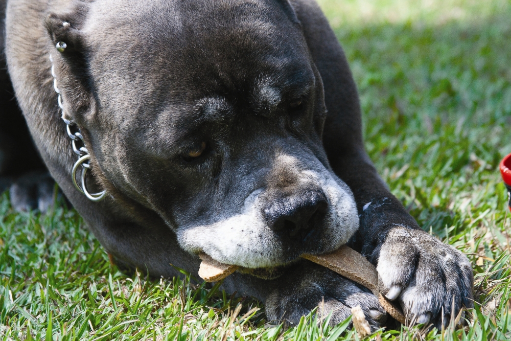 Receitas caseiras e saudáveis para o seu cão