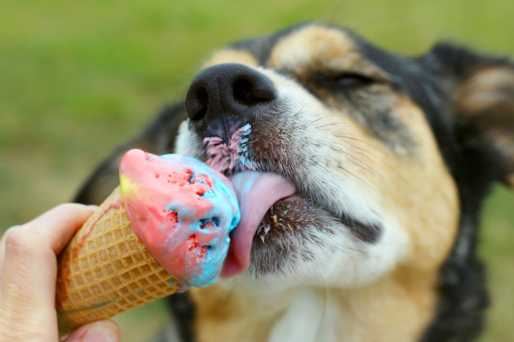 Saiba quais cuidados tomar com a alimentação do seu animal de estimação