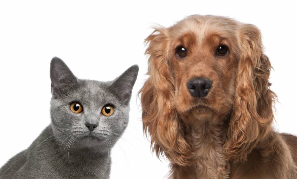 Como deve ser a alimentação dos cães e gatos