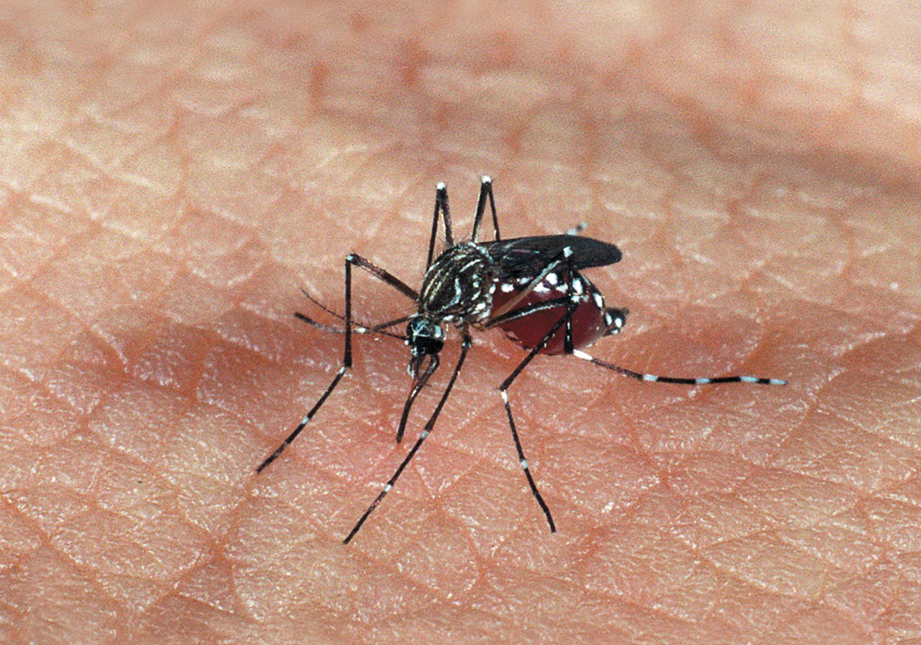Ministério da Saúde diz “torcer” para que mulheres peguem zika antes do período fértil