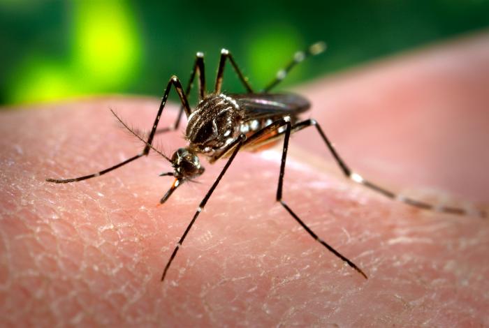 Roupas escuras e cheiro de suor atraem o mosquito da Dengue, dizem pesquisas