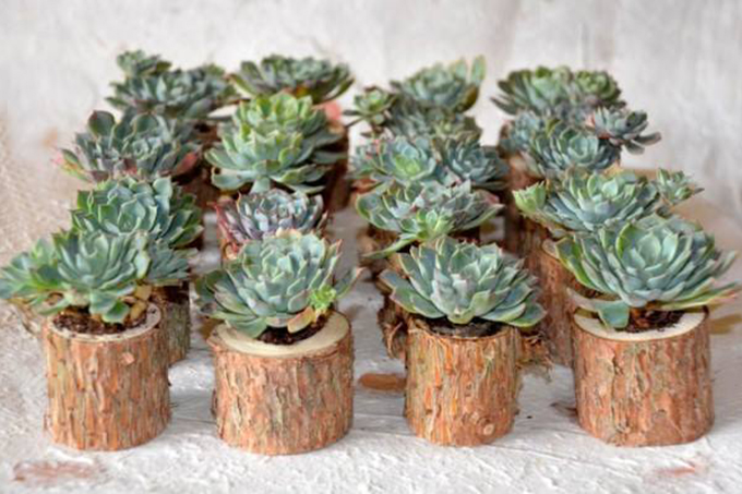 suculentas-lembrancinha-casamento-5