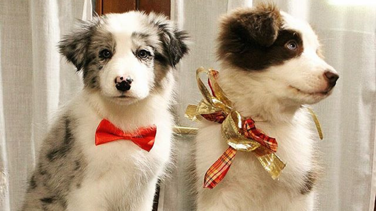cachorros-gatos-natal