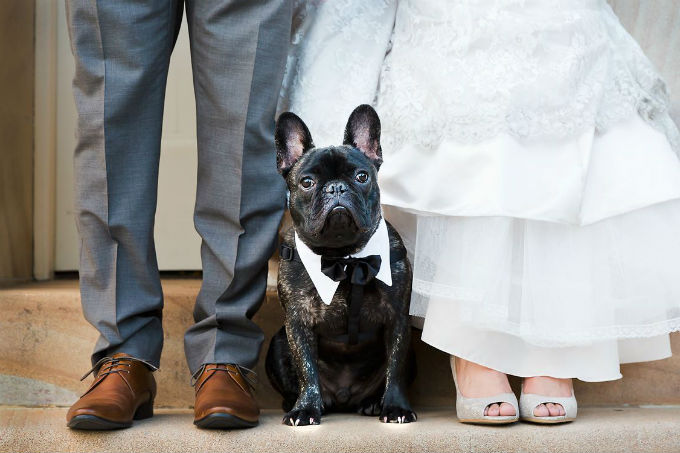 Dicas para incluir seu pet na cerim&ocirc;nia