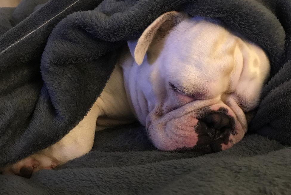 Cãozinho de Sthefany Brito é encontrado morto