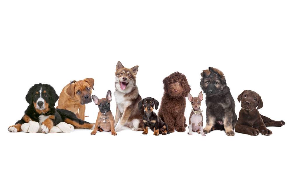 cachorros