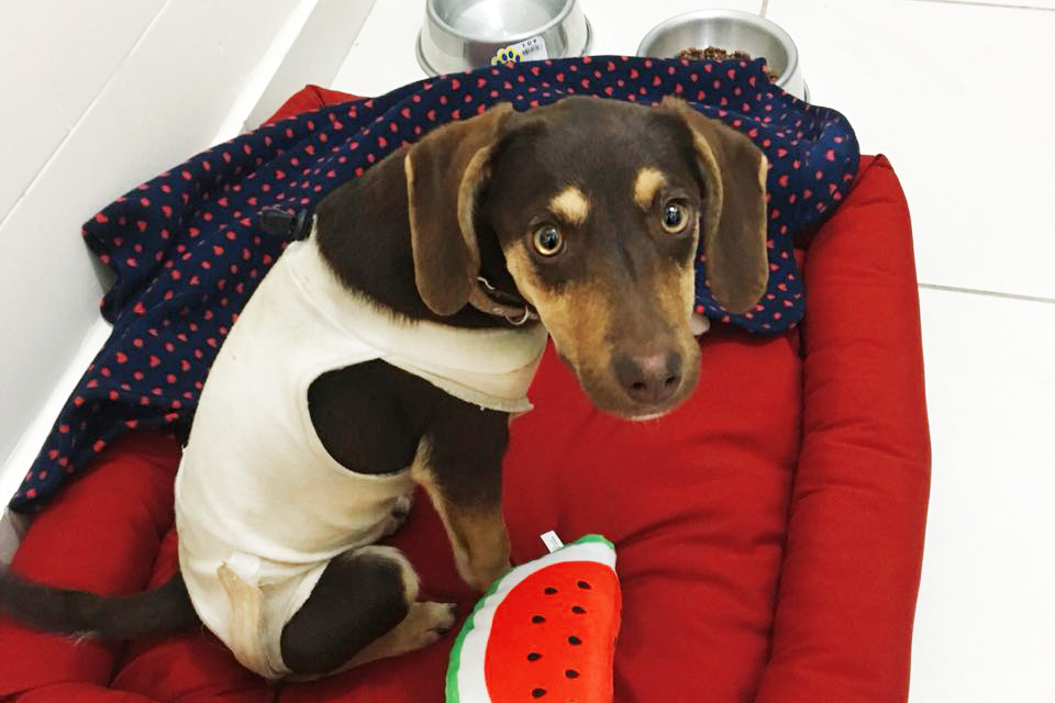 Mitos e verdades sobre castração de cachorros e gatos