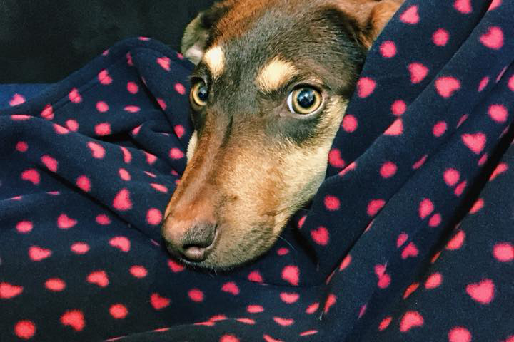 Como encontrei pelo Instagram a cachorrinha mais doce do mundo para adotar