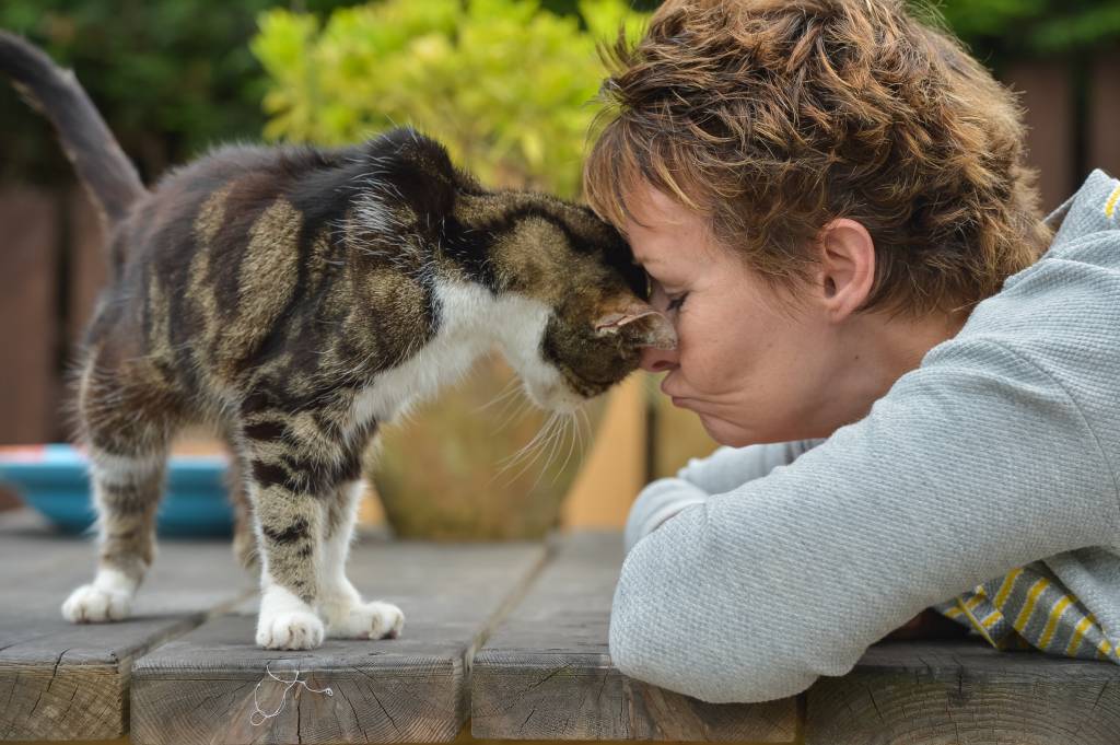 Após 13 anos desaparecida, gata reencontra a sua dona