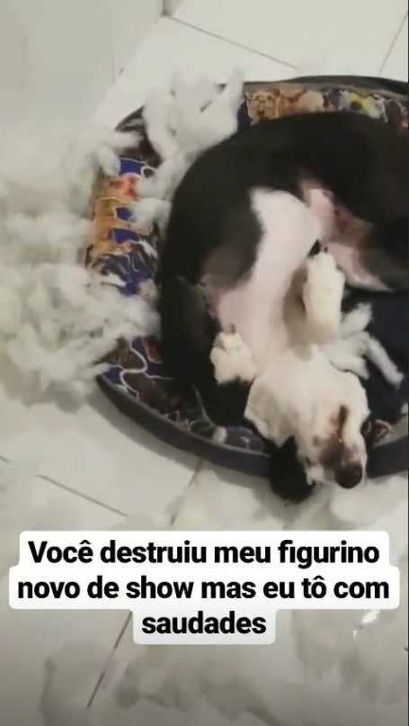 anitta stories anitta stories