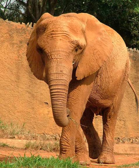 Elefanta Teresita, que viveu no Zoológico de São Paulo por 22 anos, morreu