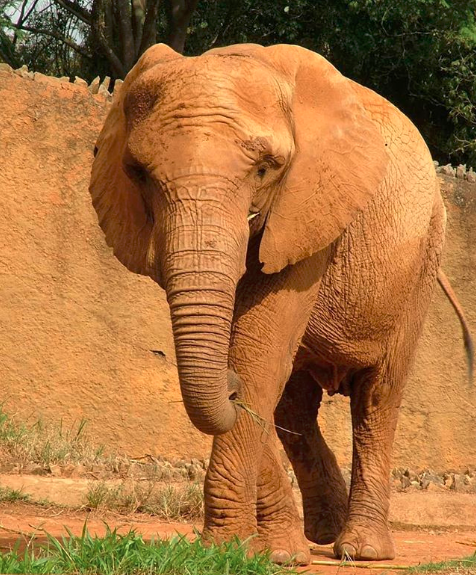 Elefanta Teresita, que viveu no Zoológico de São Paulo por 22 anos, morreu