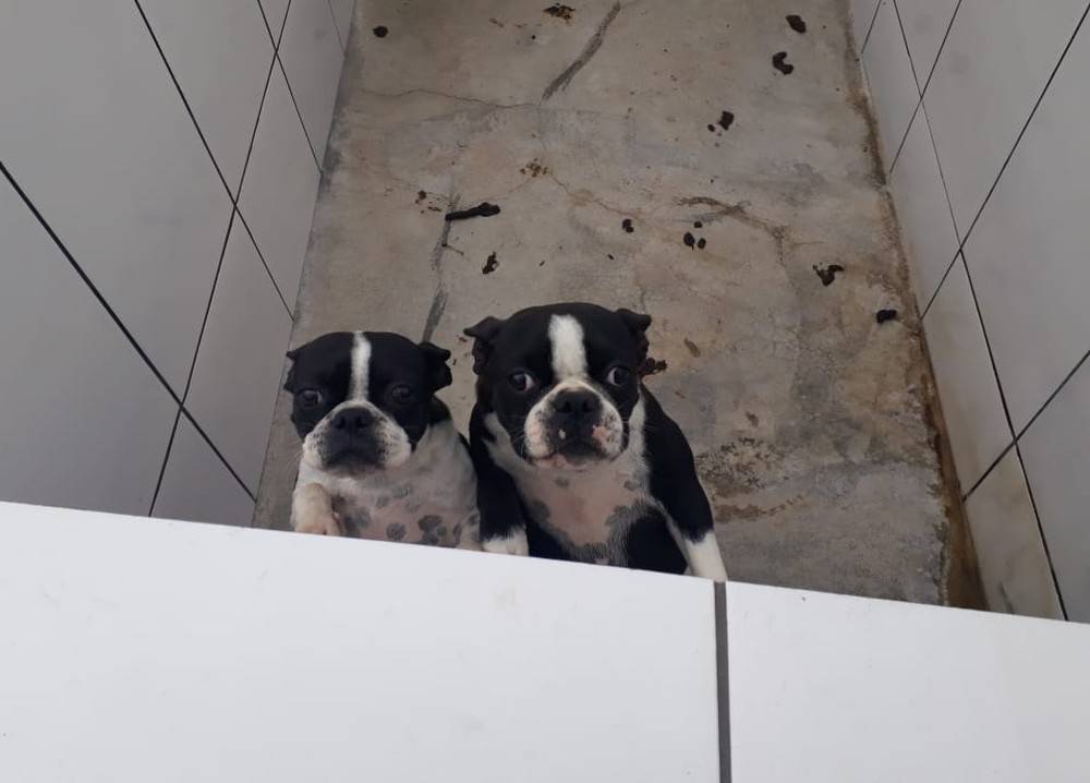 Canil com 1.500 animais é fechado por maus-tratos