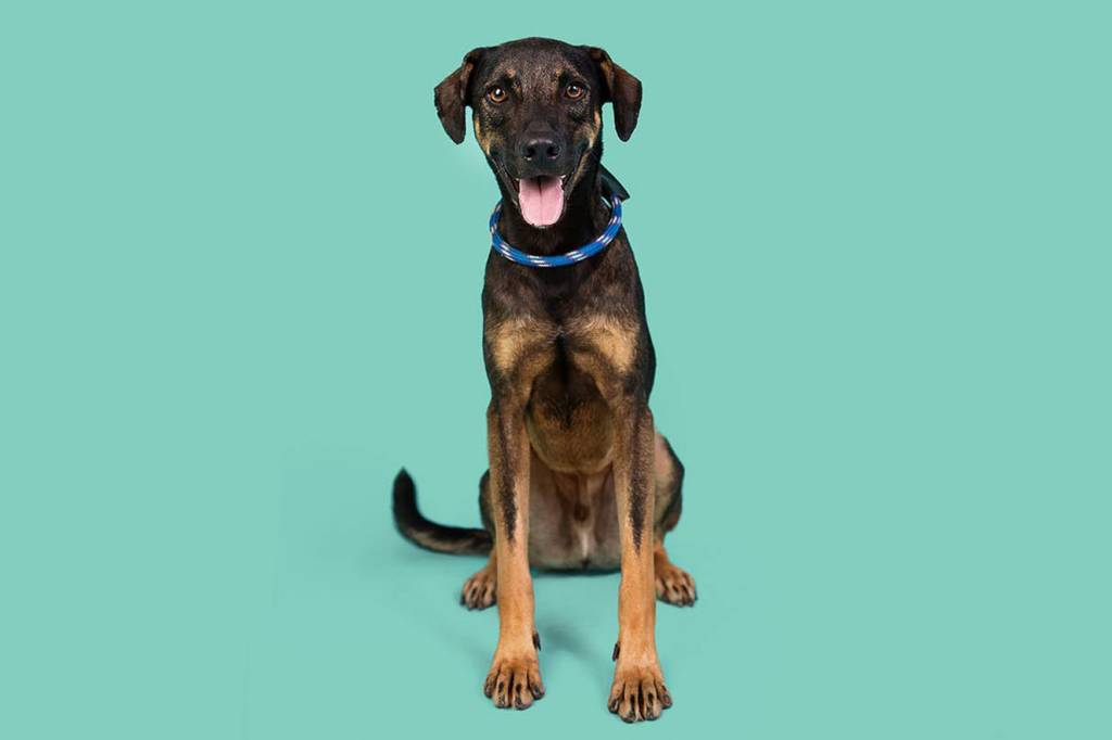 Busca Dogues: o site que usa erros de digitação para ajudar cães