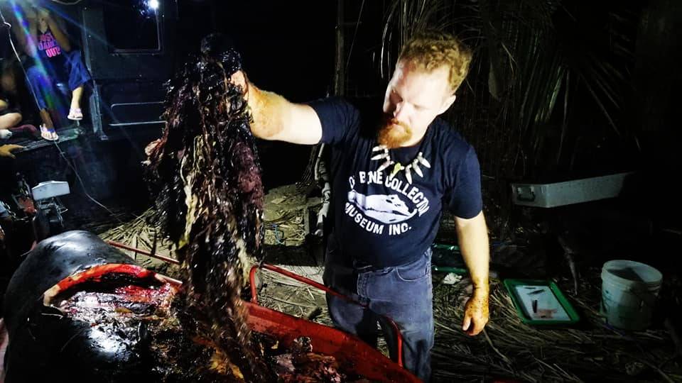 Baleia é achada morta com 40 quilos de plástico no estômago