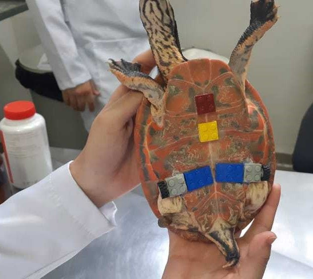 tartaruga tartaruga