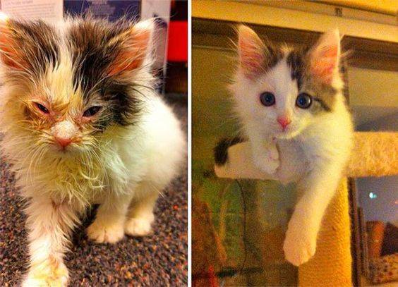 8 antes e depois de gatos que vão melhorar seu dia