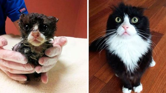 Gatinho 4 Gatinho 4