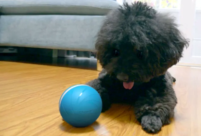 Cachorro brincando com bolinha