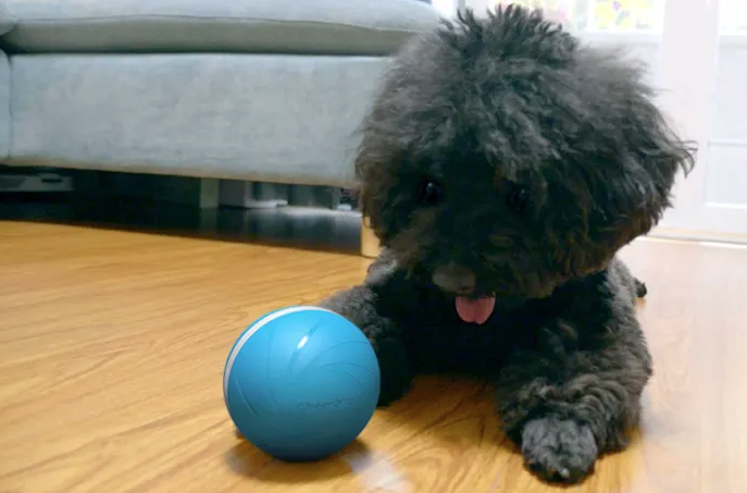 Cachorro brincando com bolinha