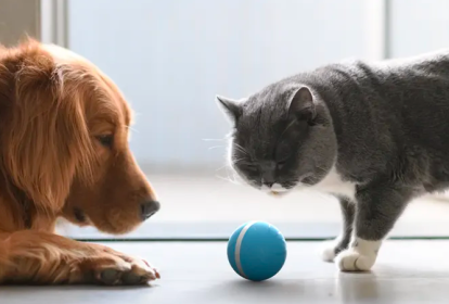 Cachorro e gato brincando com bolinha