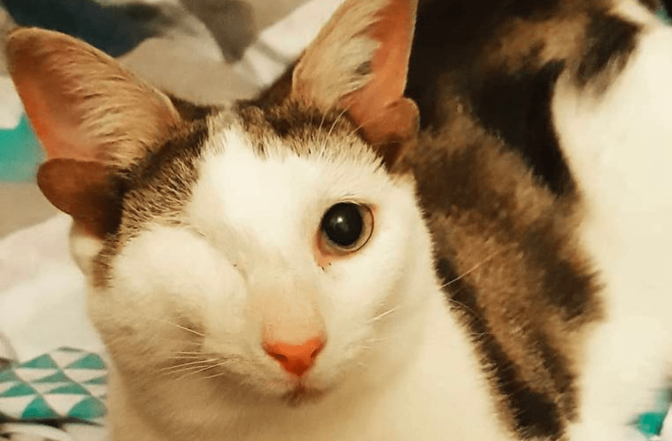Conheça a história de Frankie, o gatinho com quatro orelhas e um olho