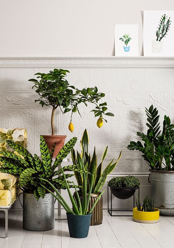 Como cuidar de plantas e flores para harmonizar a decora&ccedil;&atilde;o da casa
