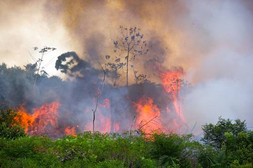Amazônia tem recorde de queimadas no mês agosto