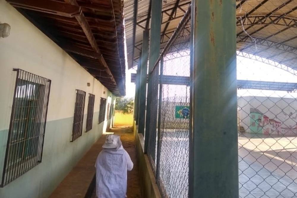 80 crianças são atacadas por abelhas em escola de Minas
