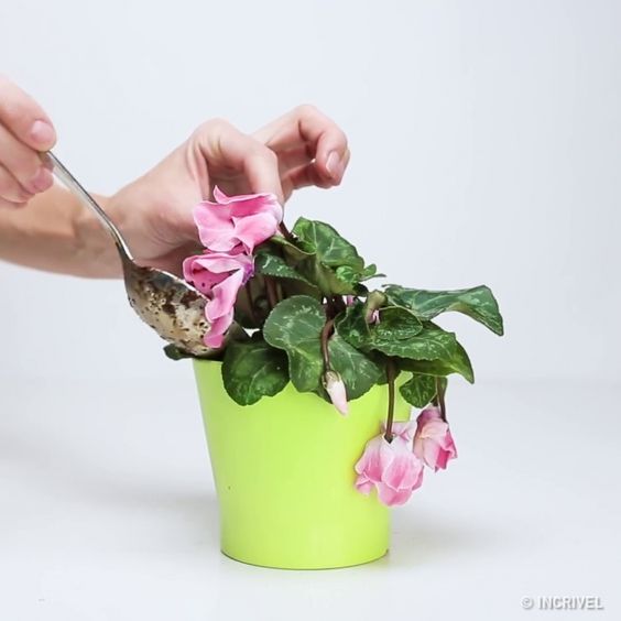 Como cuidar de plantas e flores para harmonizar a decora&ccedil;&atilde;o da casa