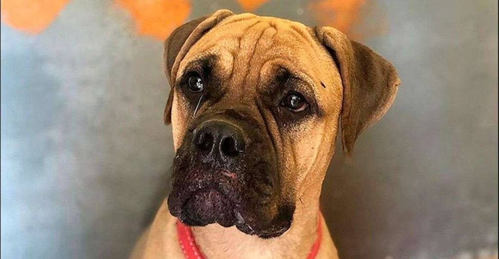 cachorra