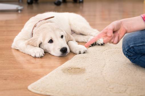6 dicas para acabar com o cheiro de xixi de cachorro em casa