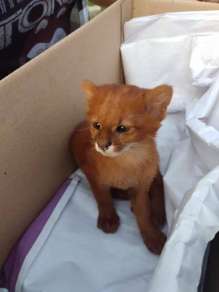 Jovem descobre que seu ‘gato’ era, na verdade, um animal selvagem