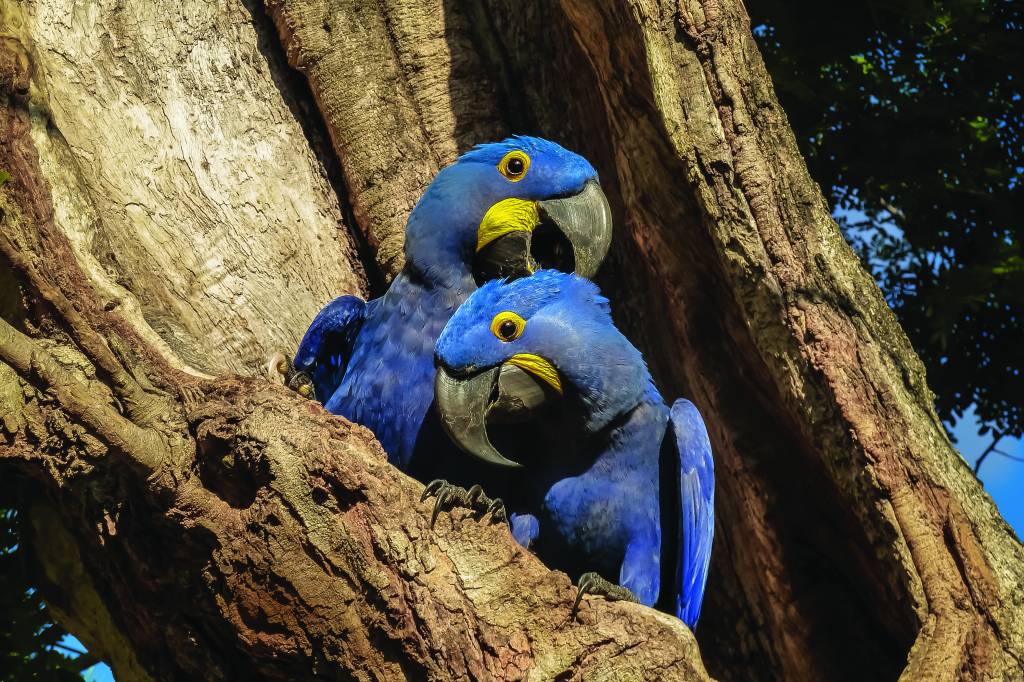 Pair of Hyacinth macaws nestle together  in a tree hole