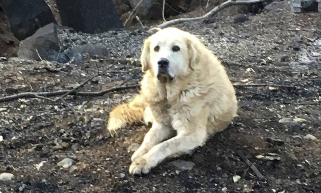 Cão que sobreviveu a incêndios esperou a dona voltar para a casa destruída
