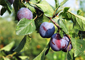 Farinha de ameixa emagrece 5 kg em um mês