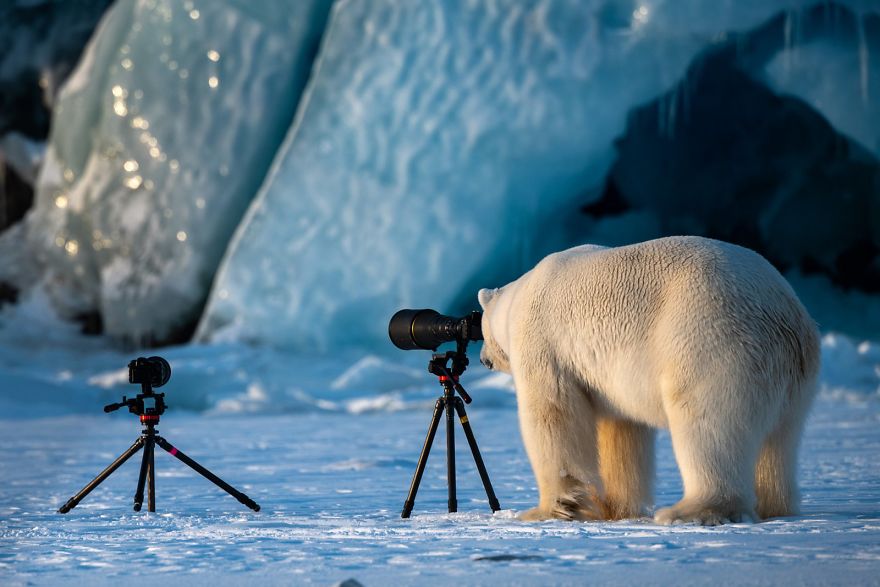 Concurso elege as fotos mais engraçadas de animais selvagens