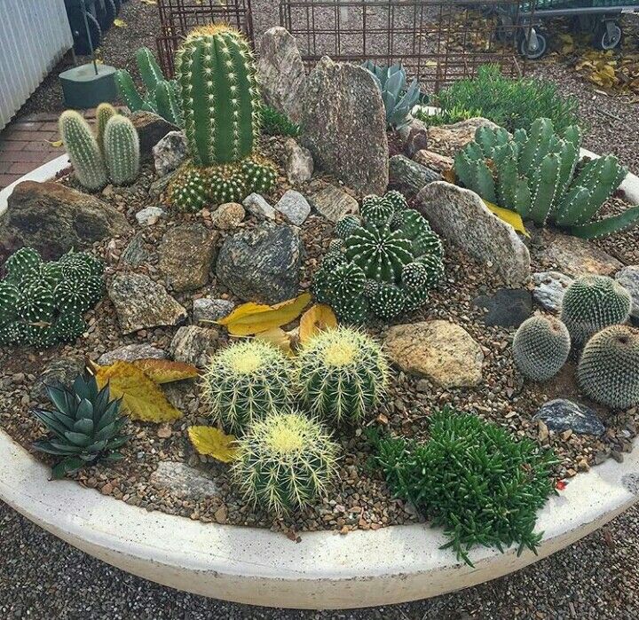Arranjos de cactos Arranjos de cactos