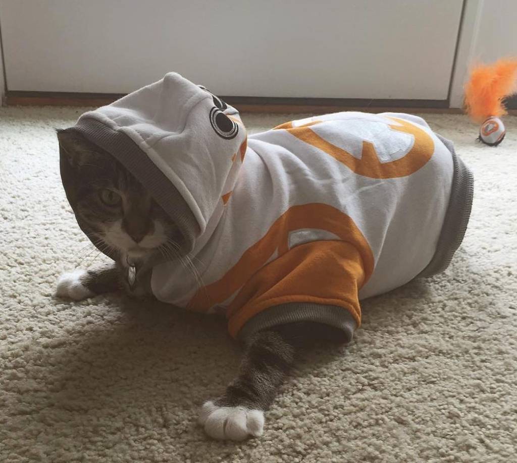 bb8cat bb8cat-e1557001469430