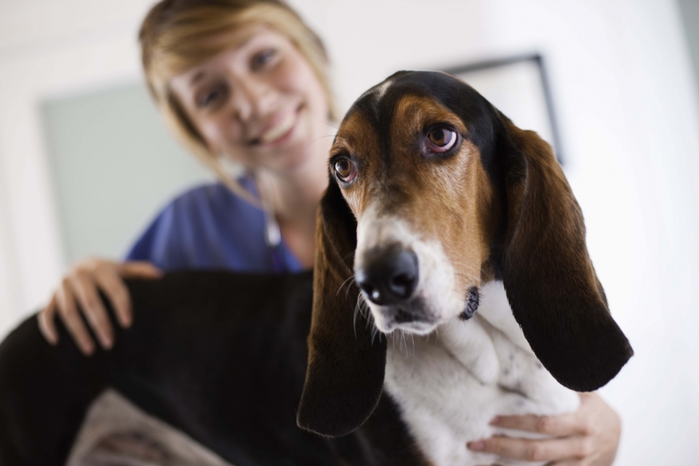 7 perguntas que seu cachorro faria ao veterinário