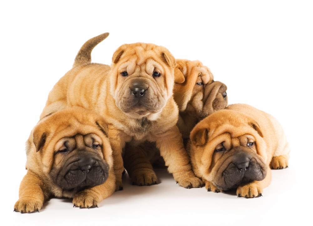 Fofura ou gordura: será que seu cão precisa de dieta?