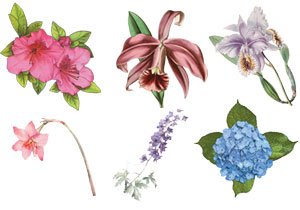 Calendário do jardim: cuidados necessários com as hortas e flores