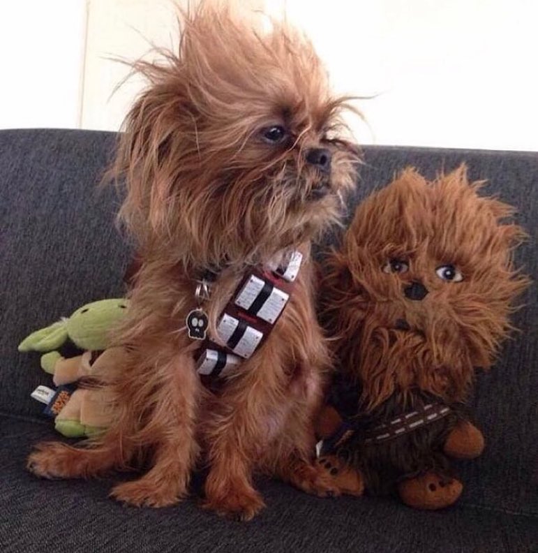 chewbacca chewbacca