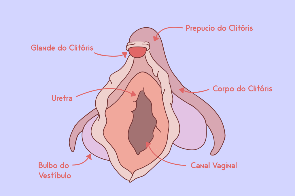 clitóris