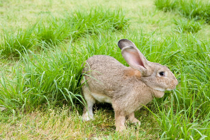 Rabbit in the Grass